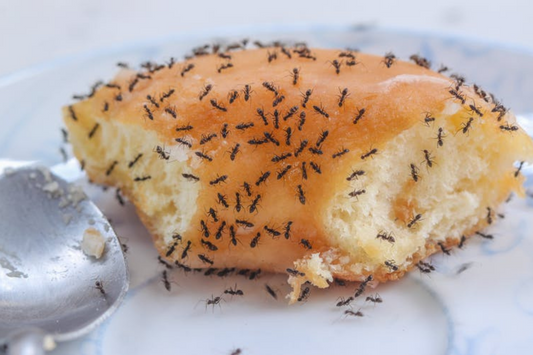 Why tiny ants have invaded your house, and what to do about it