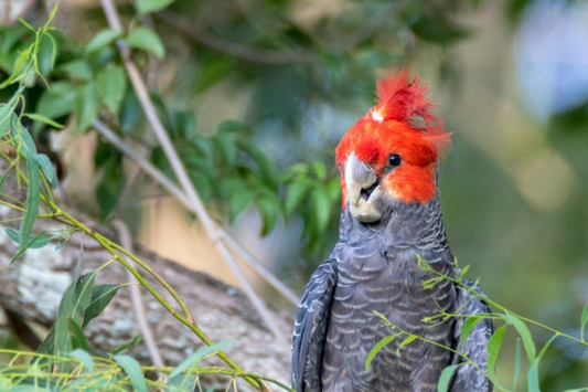 New research reveals animals are changing their body shapes to cope with climate change