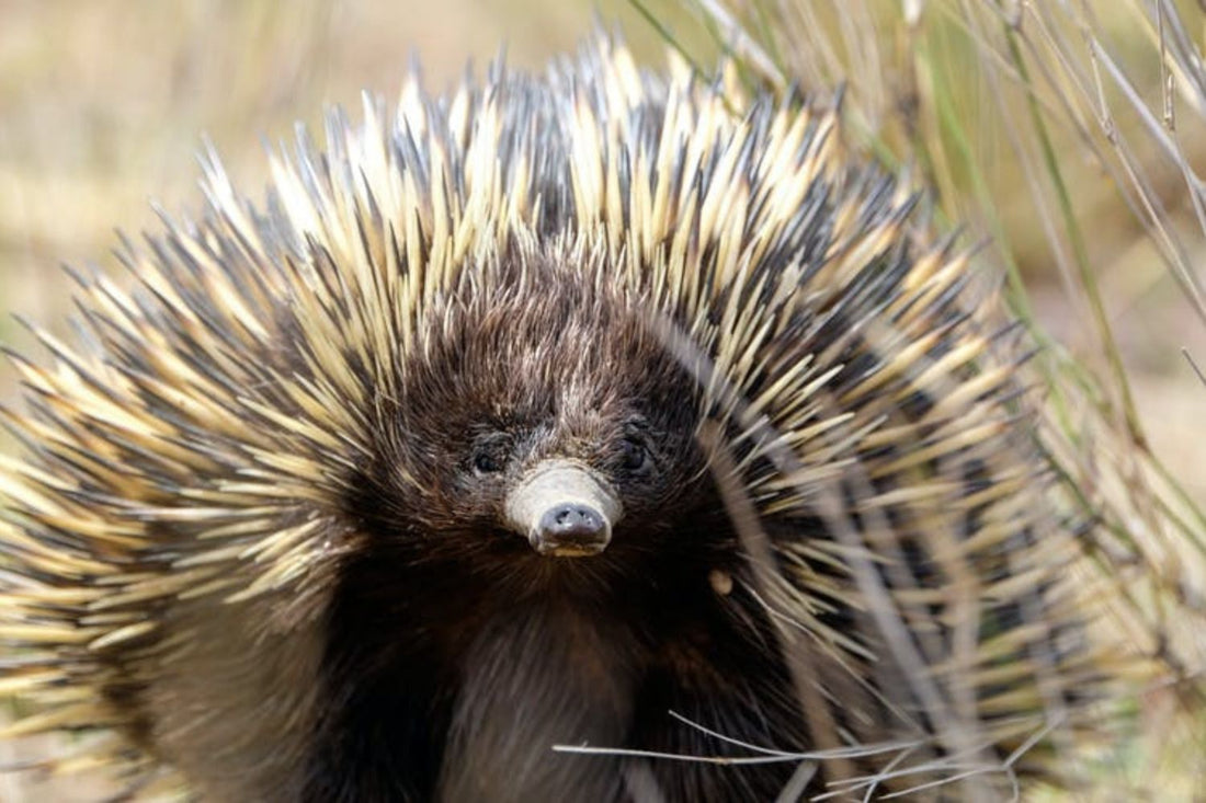 Dig this: a tiny echidna moves 8 trailer-loads of soil a year, helping tackle climate change