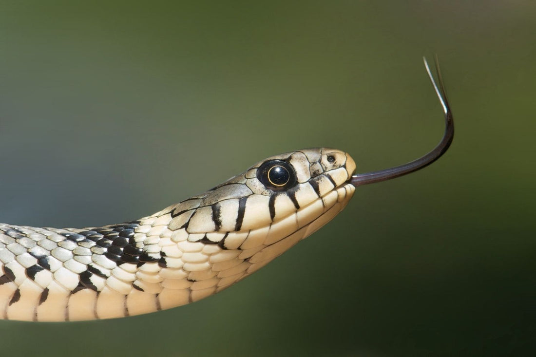 7 reasons Australia is the lucky country when it comes to snakes