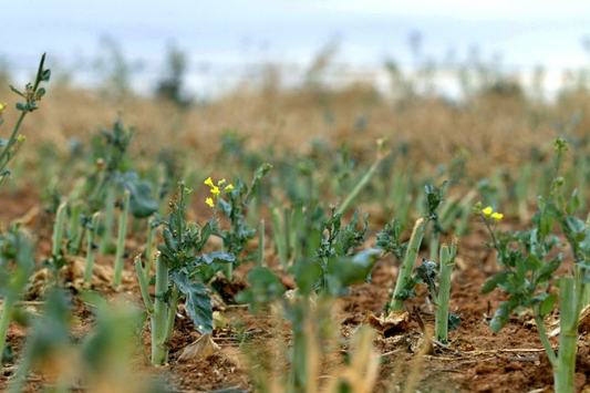 From this week, every mainland Australian state will allow genetically modified crops. Here’s why that’s nothing to fear