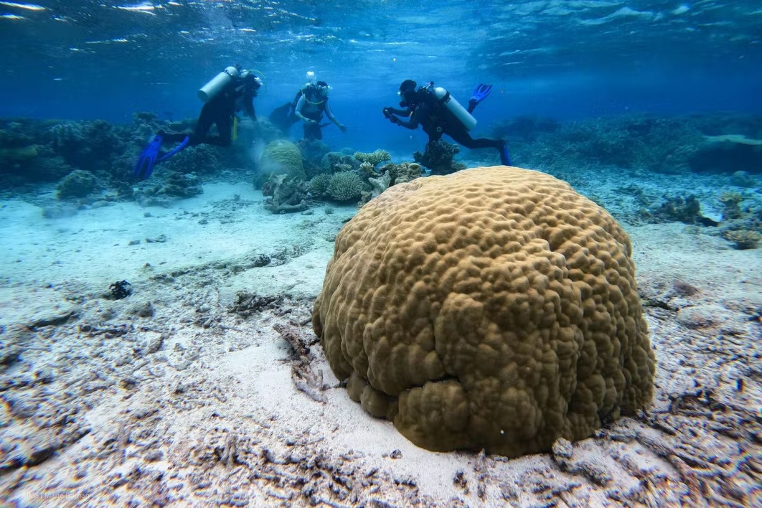 research questions about the great barrier reef