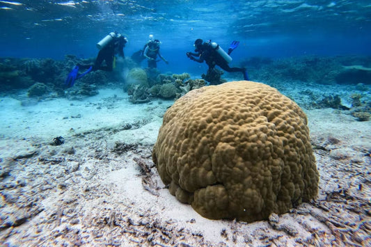Saving the Great Barrier Reef: these recent research breakthroughs give us renewed hope for its survival