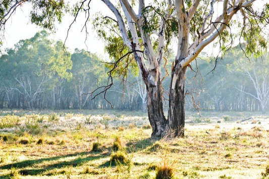 A lone tree makes it easier for birds and bees to navigate farmland, like a stepping stone between habitats