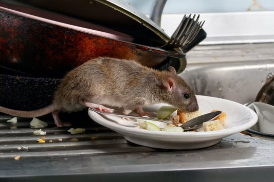 How to control invasive rats and mice at home without harming native wildlife