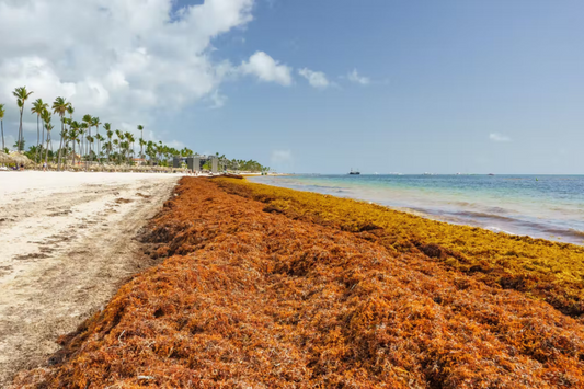 Stinky seaweed is clogging Caribbean beaches – but a New Zealand solution could turn it into green power and fertiliser