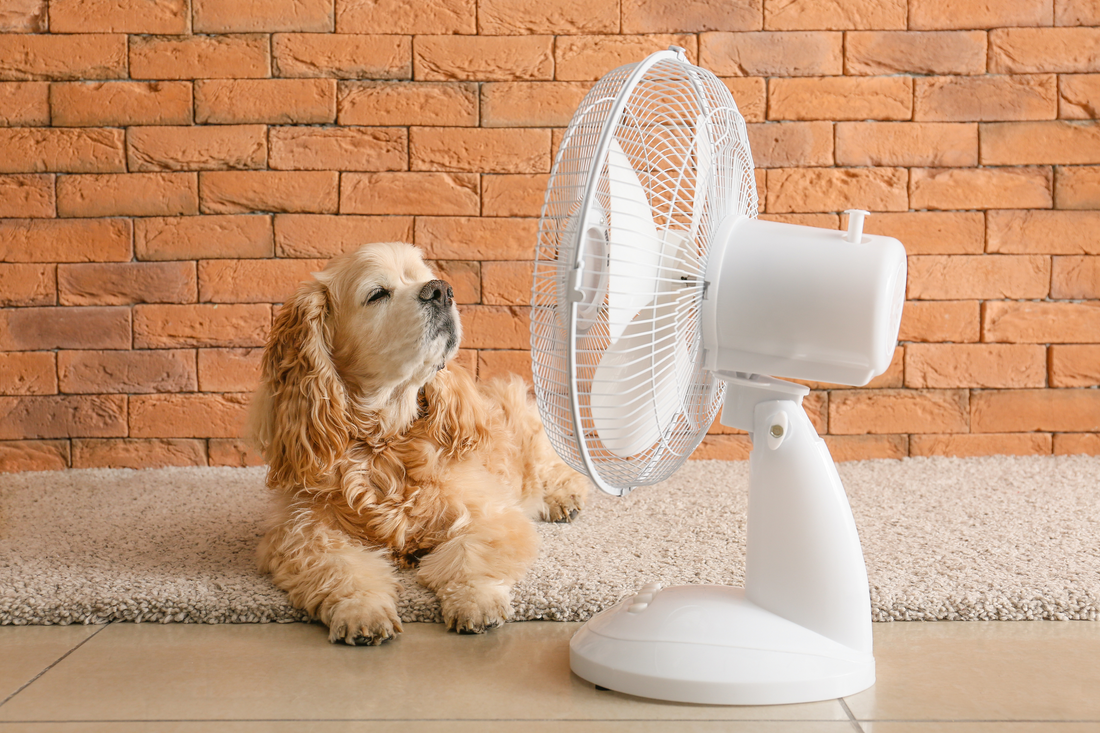 Top 10 tips to keep cool this summer while protecting your health and your budget