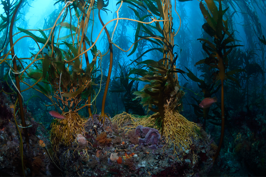 Whether you’re a snorkeller or CEO, you can help save our vital kelp forests