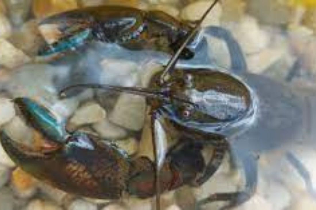 It may not be cute, but here’s why the humble yabby deserves your love