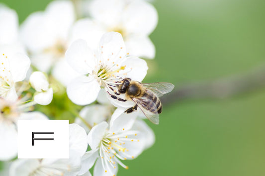 The F – The Sydney Initiative Giving Back To The Bees