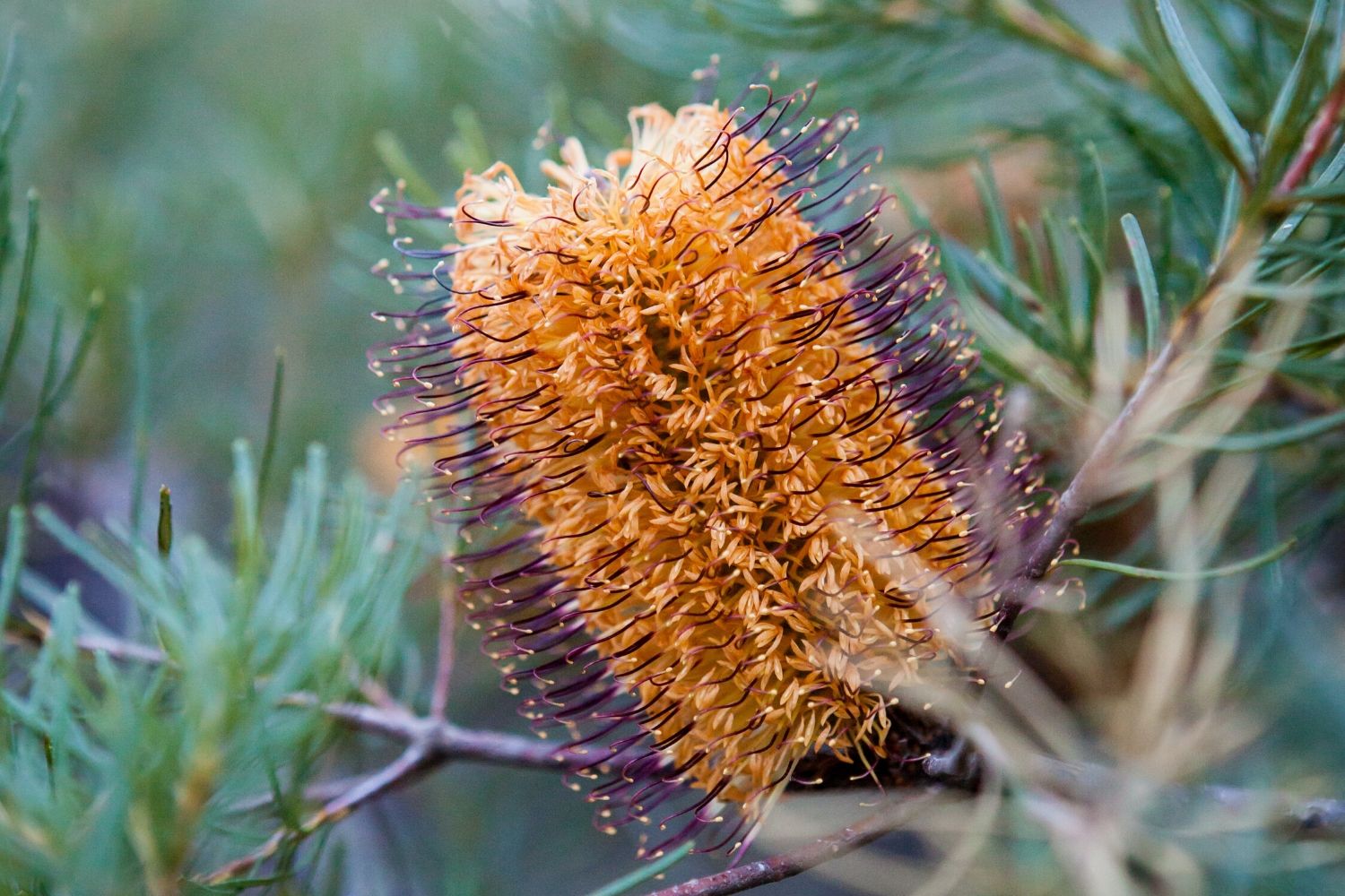 The coastal banksia has its roots in ancient Gondwana – Banish