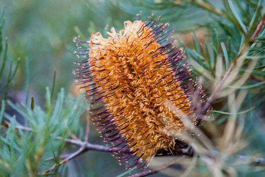 The coastal banksia has its roots in ancient Gondwana