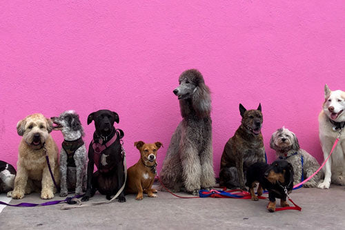 1000's of dogs thrive being fed on plastic bottles