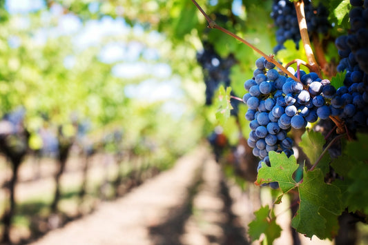 A warning for wine-lovers: climate change is messing with your favourite tipple's timing