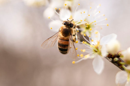 Aussie scientists need your help keeping track of bees (please)