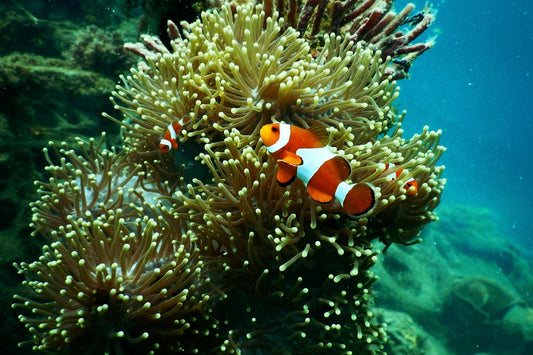 The first step to conserving the Great Barrier Reef is understanding what lives there