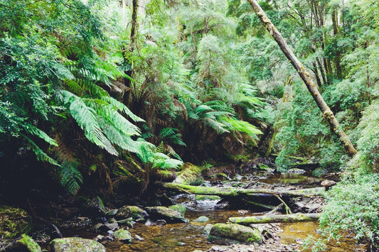 Planting non-native trees accelerates the release of carbon back into the atmosphere