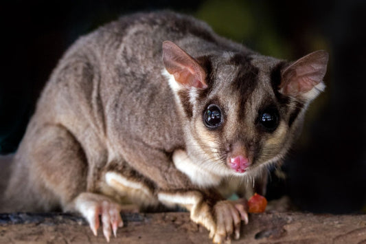 Looks like an ANZAC biscuit, tastes like a protein bar: Bogong Bikkies help mountain pygmy-possums after fire