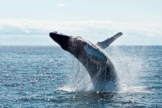 I measure whales with drones to find out if they're fat enough to breed