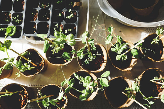 If you took to growing veggies in the coronavirus pandemic, then keep it up when lockdown ends