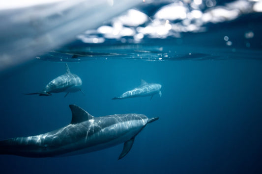 Whales and dolphins found in the Great Pacific Garbage Patch for the first time