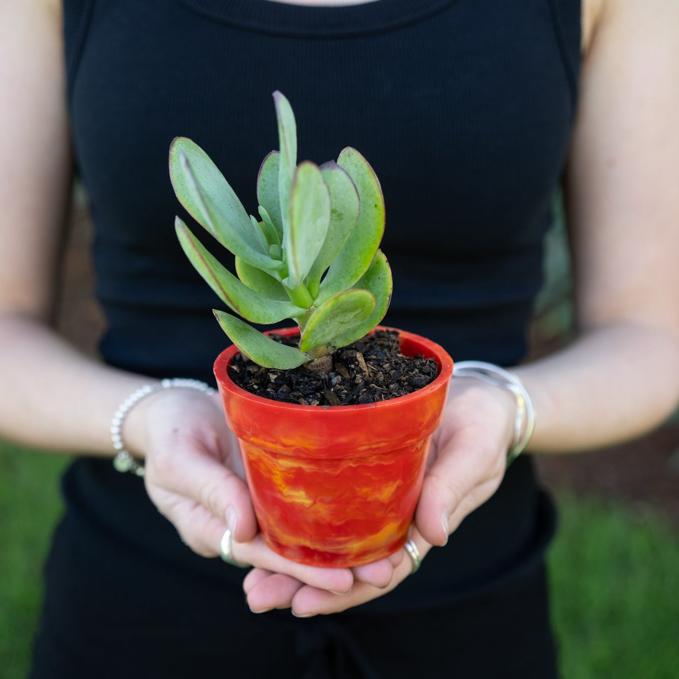 BRAD recycled plastic pot plant in Strawberry red, sustainable Australian planter made from 17 recycled milk bottle lids collected through the BRAD recycling program, with succulent plant