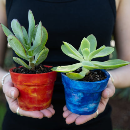 BRAD recycled plastic pot plants pair in Strawberry and Blueberry colours with succulents, eco-friendly Australian planters from recycled plastic milk bottle lids