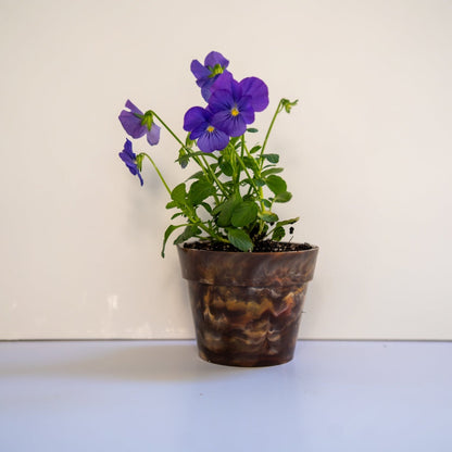 BRAD recycled plastic pot plant in Chocolate brown on white background, product photo of sustainable planter made from 17 recycled milk bottle lids with purple viola flowers