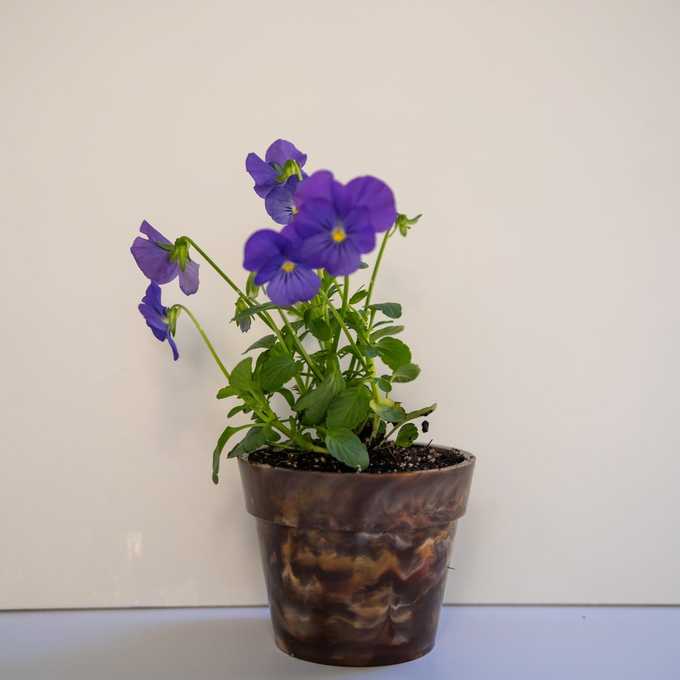 BRAD recycled plastic pot plant in Chocolate colour, portrait view of eco-friendly planter handcrafted from recycled plastic at Banish Sustainability Hub, with purple flowers