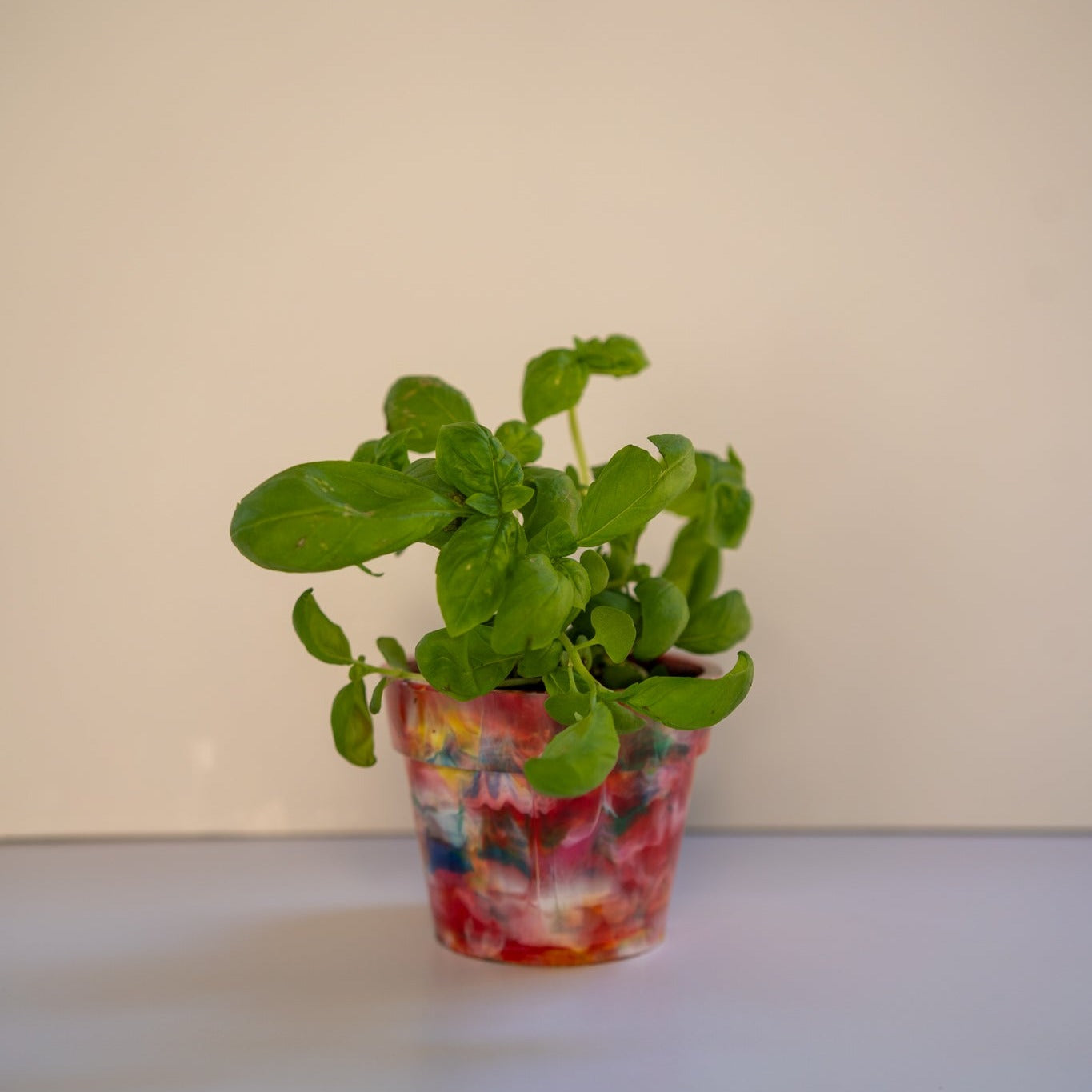 BRAD recycled plastic pot plant in Fruit Salad multicolour limited edition, product photo on neutral background, sustainable planter from recycled milk bottle lids with basil herb