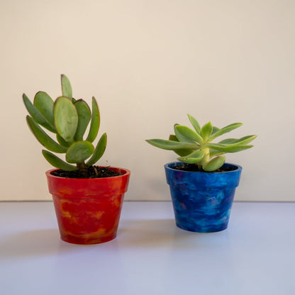 Two BRAD recycled plastic pot plants in Strawberry and Blueberry colours on white background, product photo of sustainable Australian-made planters from recycled plastic with succulents
