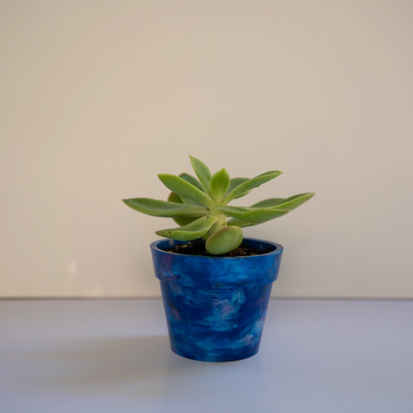 BRAD recycled plastic pot plant in Blueberry blue on white background, eco-friendly planter handmade from 17 recycled milk bottle lids at Banish Sustainability Hub Sydney, with succulent