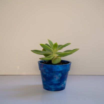 BRAD recycled plastic pot plant in Blueberry blue on white background, eco-friendly planter handmade from 17 recycled milk bottle lids at Banish Sustainability Hub Sydney, with succulent