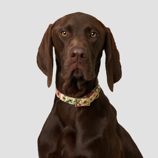 Cottage Garden Designer Dog Collar