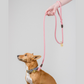 All Weather Dog Leashes